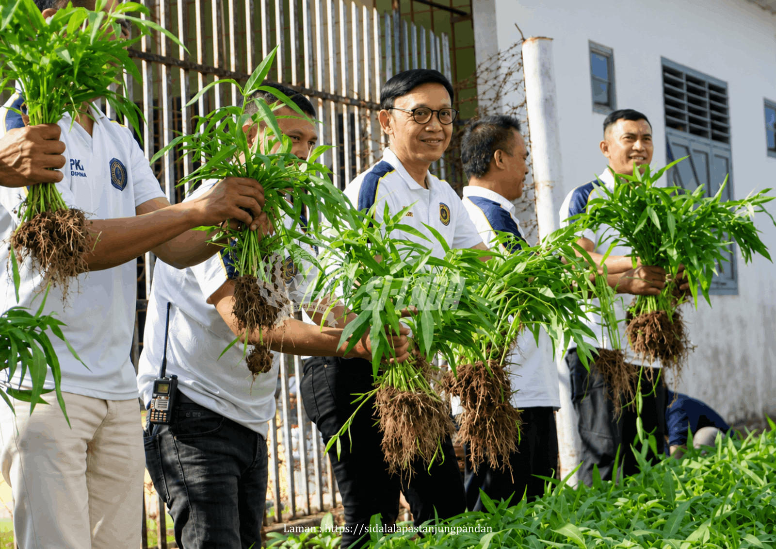 LAPAS TANJUNGPANDAN UBAH LAHAN IDLE JADI PRODUKTIF, PANEN 15 KILOGRAM PAKCOY DAN 60 KILOGRAM KANGKUNG DUKUNG KETAHANAN PANGAN